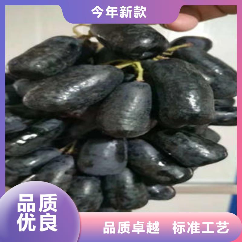 葡萄苗-【梨樹苗】可放心采購