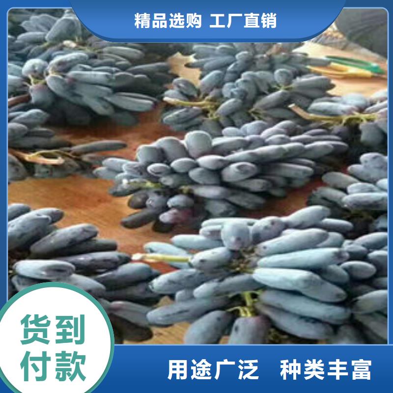 葡萄苗_板栗苗為您提供一站式采購服務