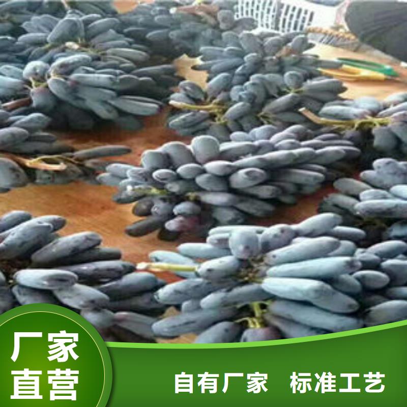 葡萄苗【梨樹苗】快速生產