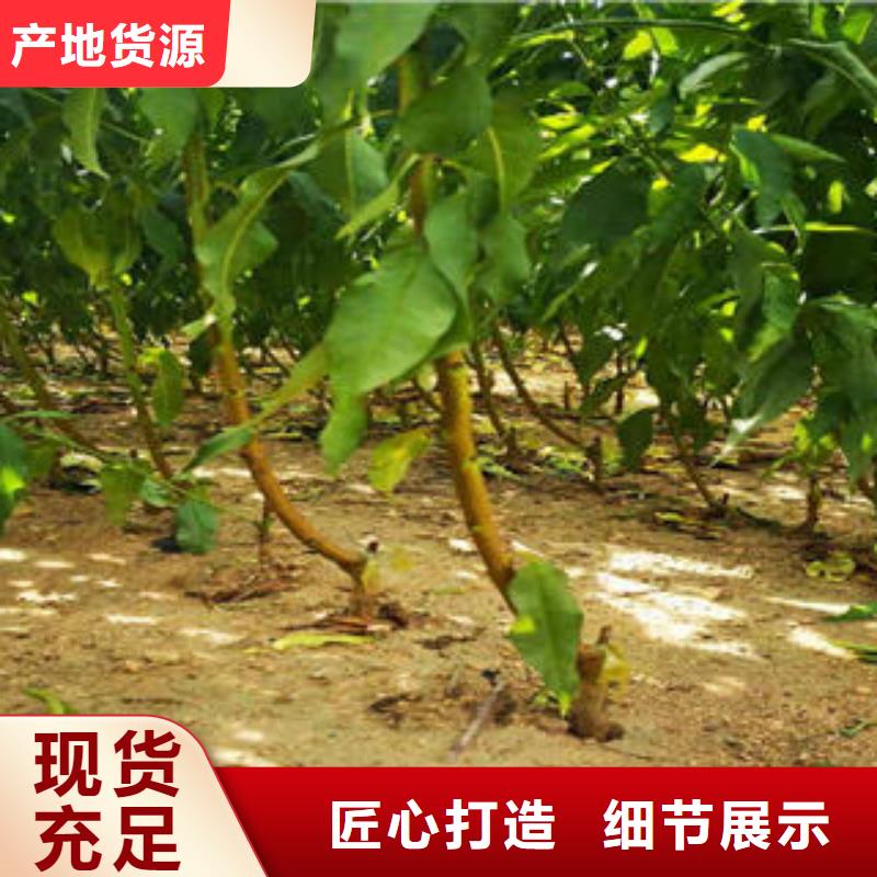 葡萄苗-【梨樹苗】可放心采購