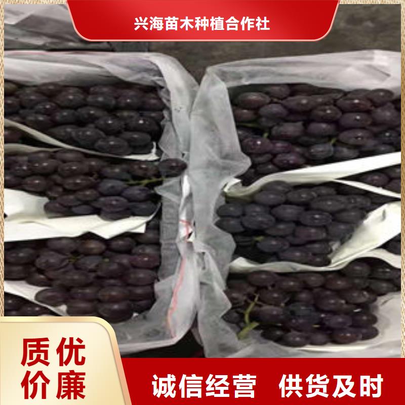 葡萄苗【梨樹(shù)苗】快速生產(chǎn)