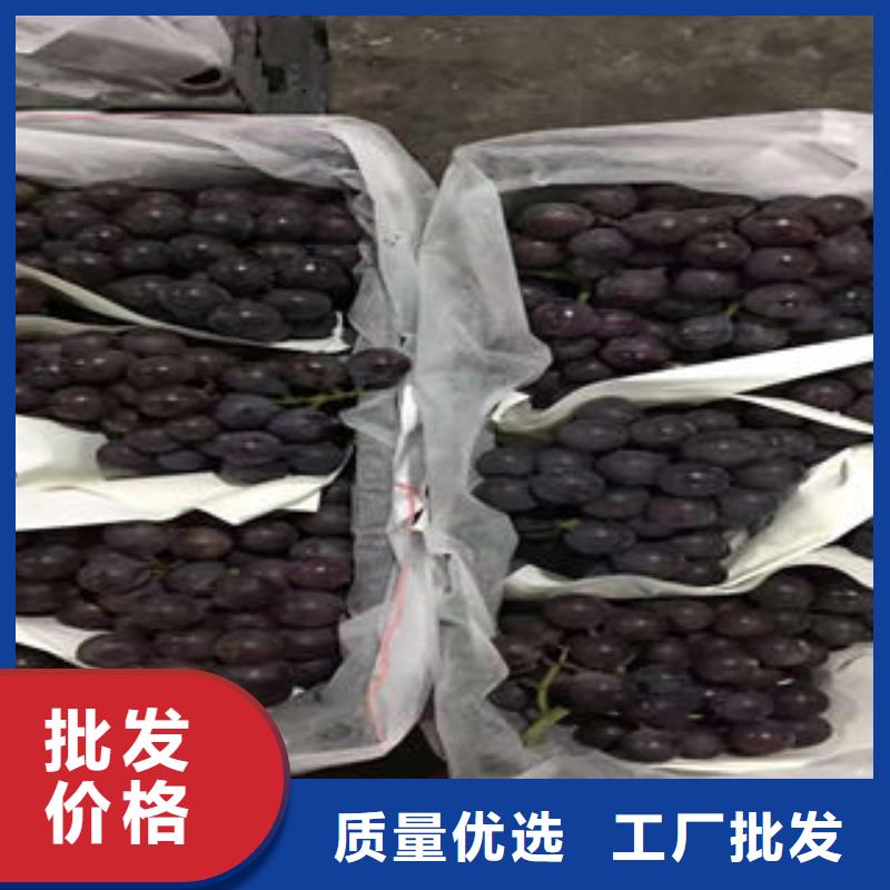 葡萄苗桃樹苗優良工藝