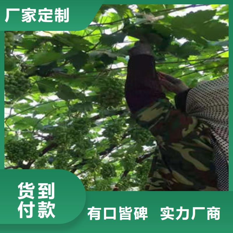 葡萄苗制造生產銷售