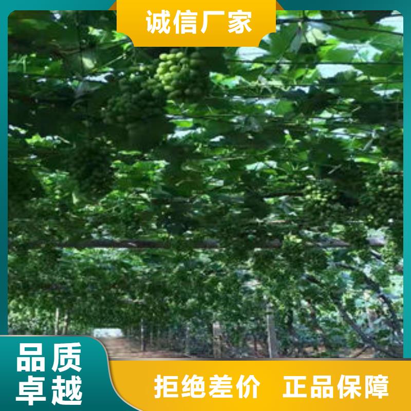 葡萄苗【梨樹苗】快速生產
