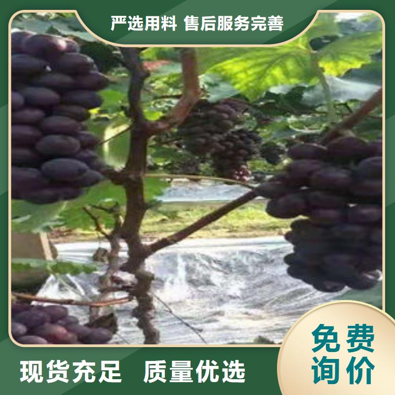 葡萄苗【梨樹(shù)苗】快速生產(chǎn)
