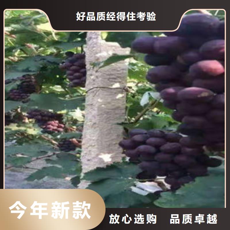 葡萄苗-梨樹苗經驗豐富質量放心