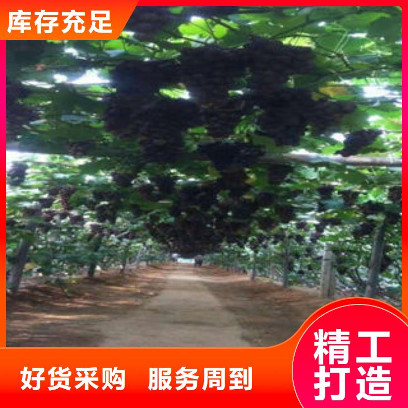 葡萄苗-【梨樹苗】可放心采購