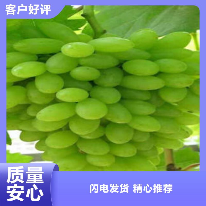 葡萄苗-梨樹苗經驗豐富質量放心