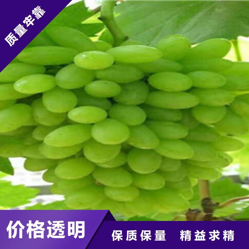 葡萄苗花椒苗出廠價(jià)
