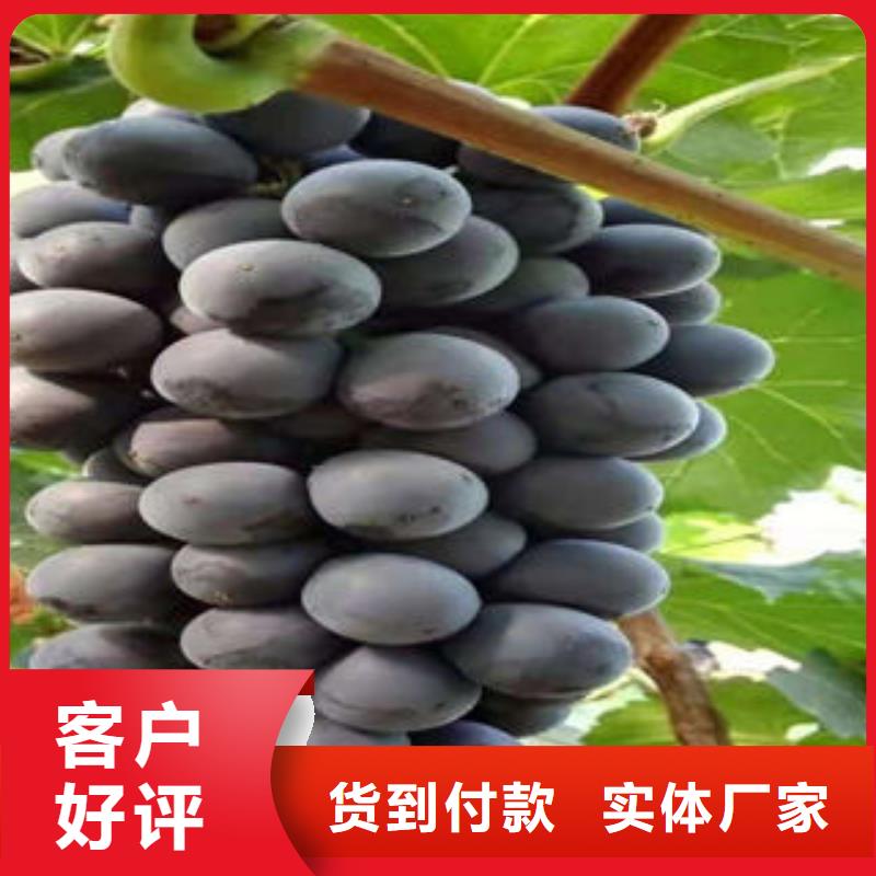 葡萄苗_板栗苗為您提供一站式采購服務