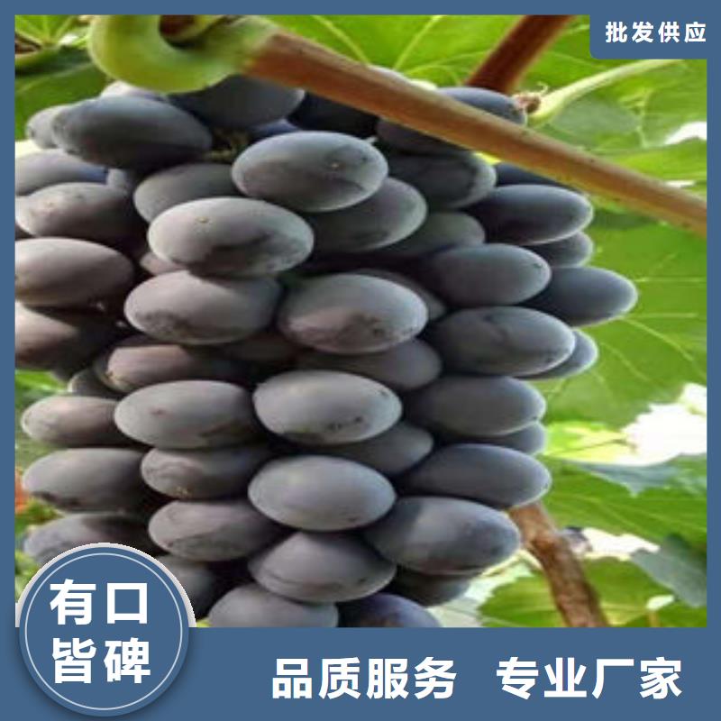 葡萄苗【梨樹苗】快速生產