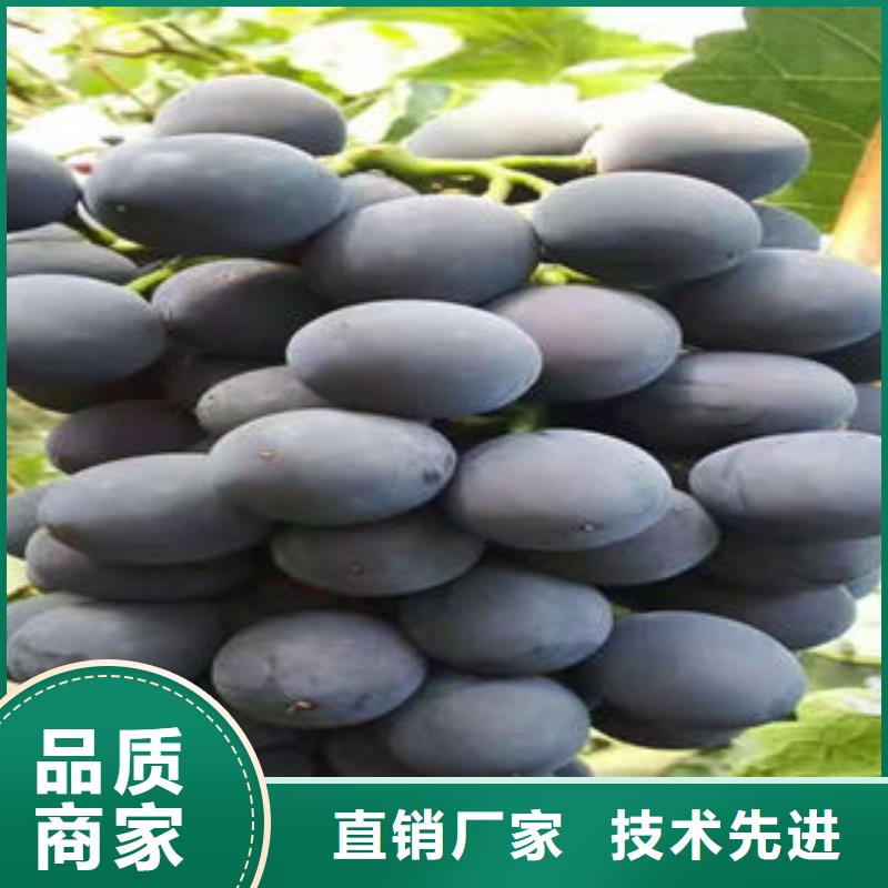 葡萄苗_板栗苗為您提供一站式采購服務