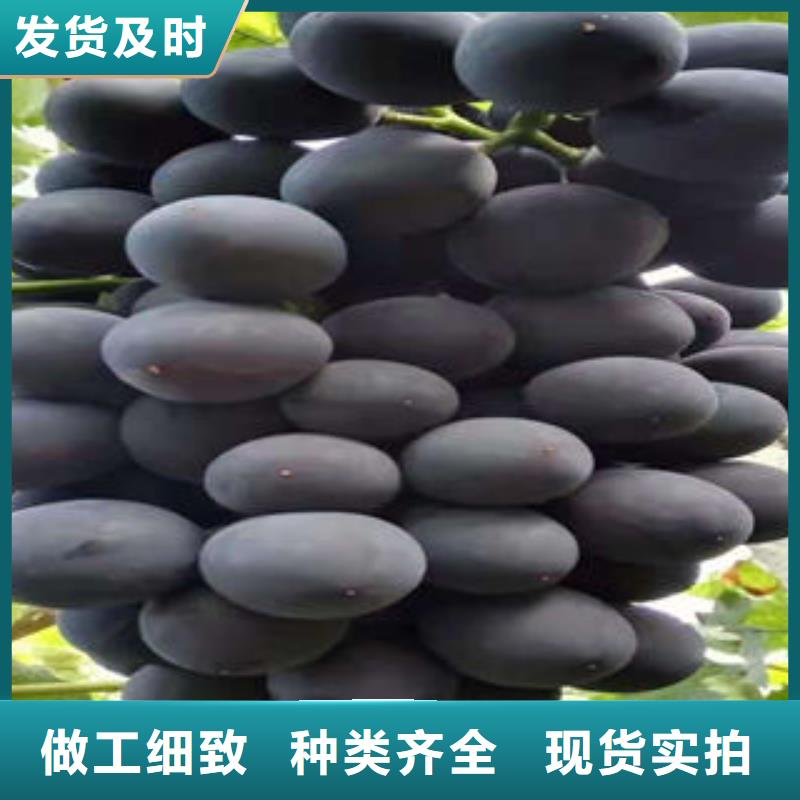 葡萄苗花椒苗多種工藝