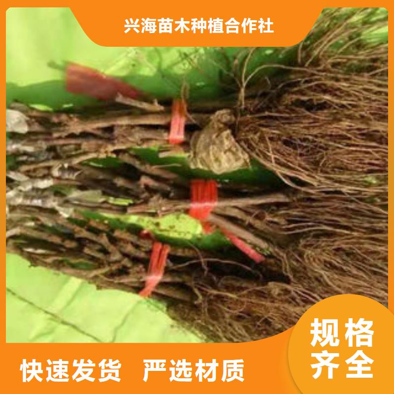 葡萄苗蘋果苗品牌大廠家