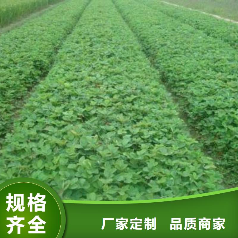 草莓苗李子苗多種工藝