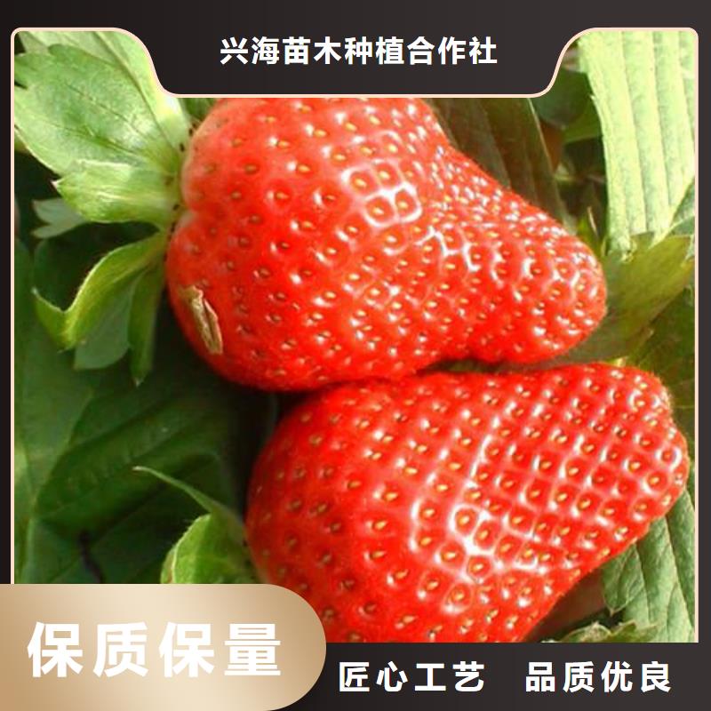 草莓苗李子苗多種工藝
