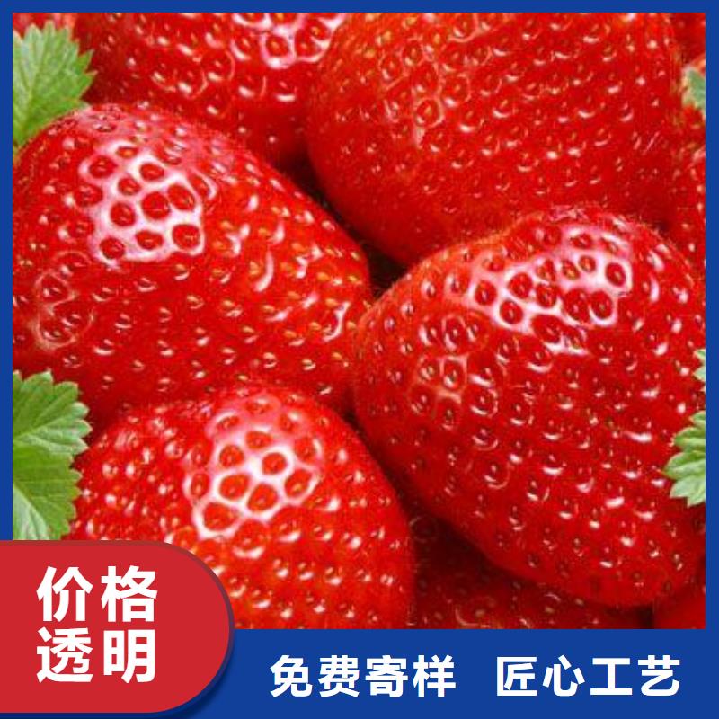 优选【兴海】草莓苗蓝莓苗免费询价