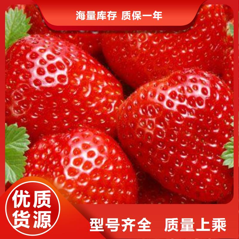 满足多种行业需求【兴海】草莓苗梨树苗匠心打造