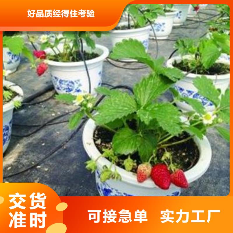 满足多种行业需求【兴海】草莓苗梨树苗匠心打造
