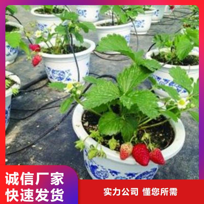 源头厂家经验丰富(兴海)草莓苗【蓝莓苗】品牌企业