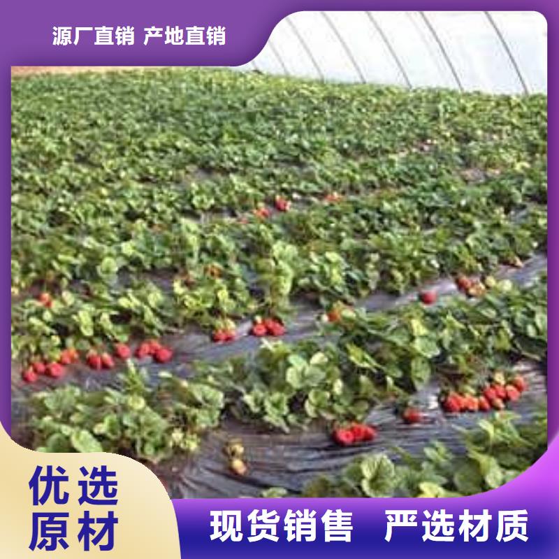 优选【兴海】草莓苗,梨树苗一站式供应厂家