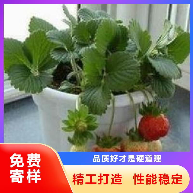 优选【兴海】草莓苗蓝莓苗免费询价