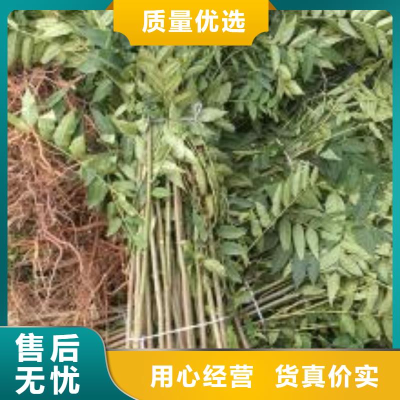 香椿苗【李子苗】匠心打造