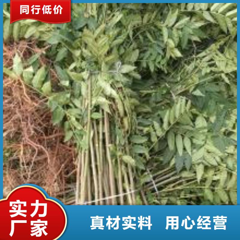 【香椿苗】桃樹苗廠家擁有先進(jìn)的設(shè)備