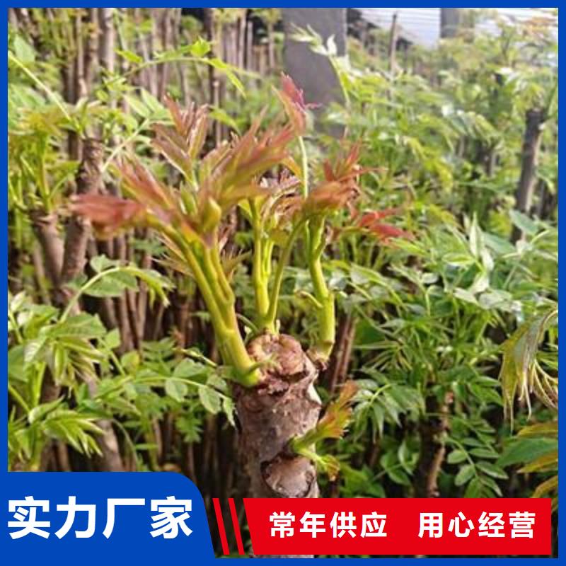香椿苗花椒苗源頭把關放心選購