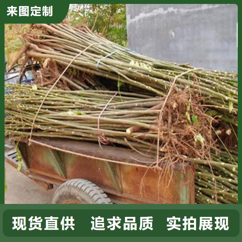 香椿苗藍(lán)莓苗高質(zhì)量高信譽(yù)