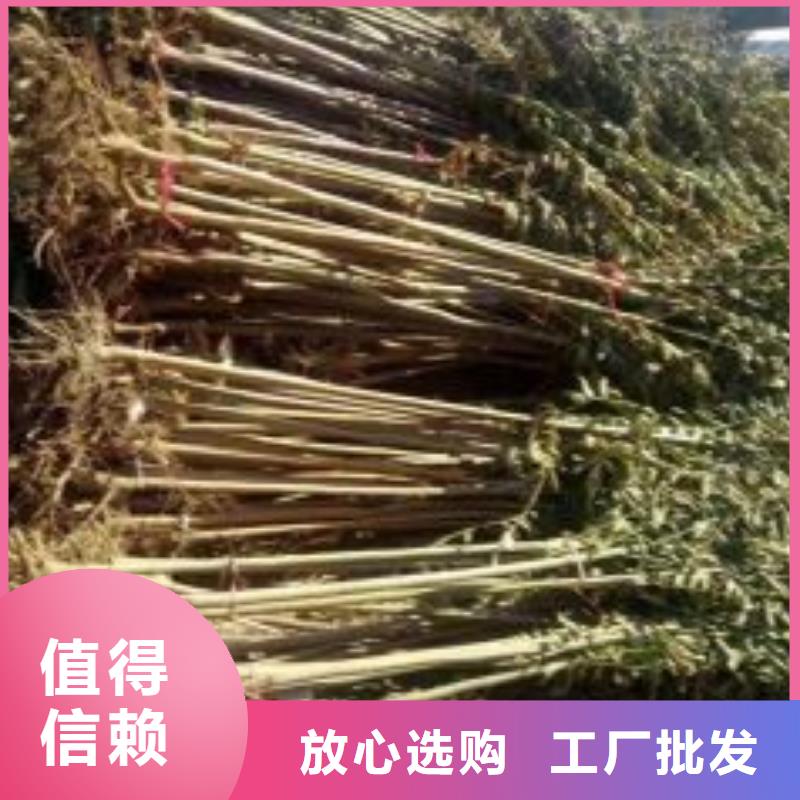 香椿苗-苹果苗从源头保证品质