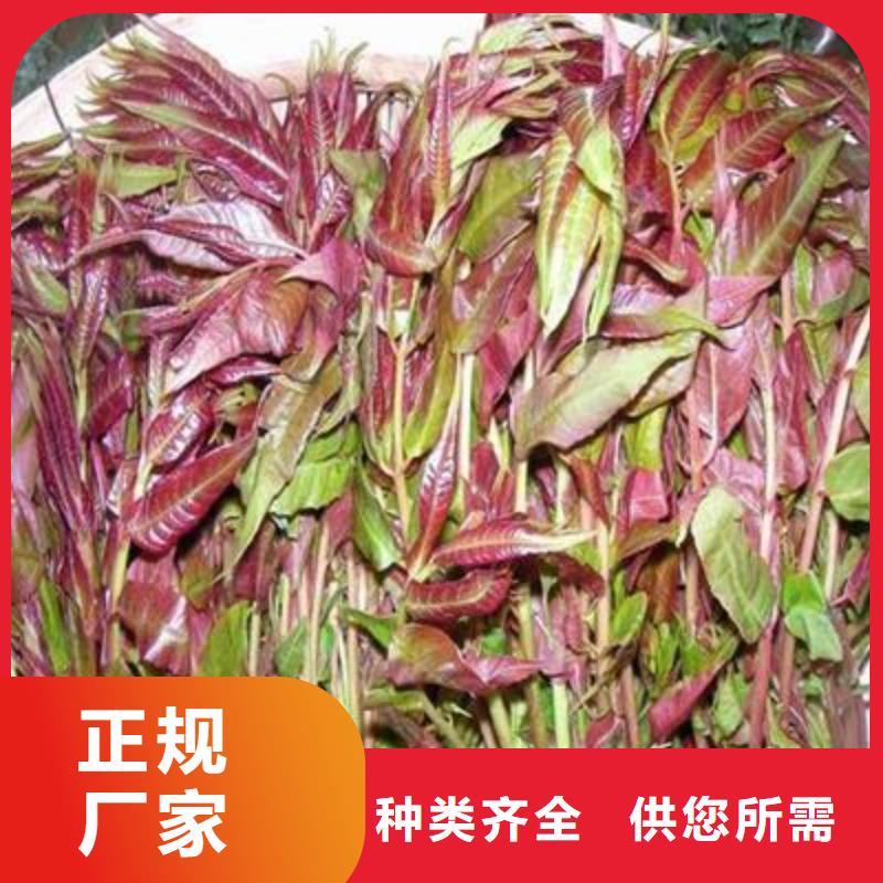 【香椿苗梨樹(shù)苗讓利客戶(hù)】