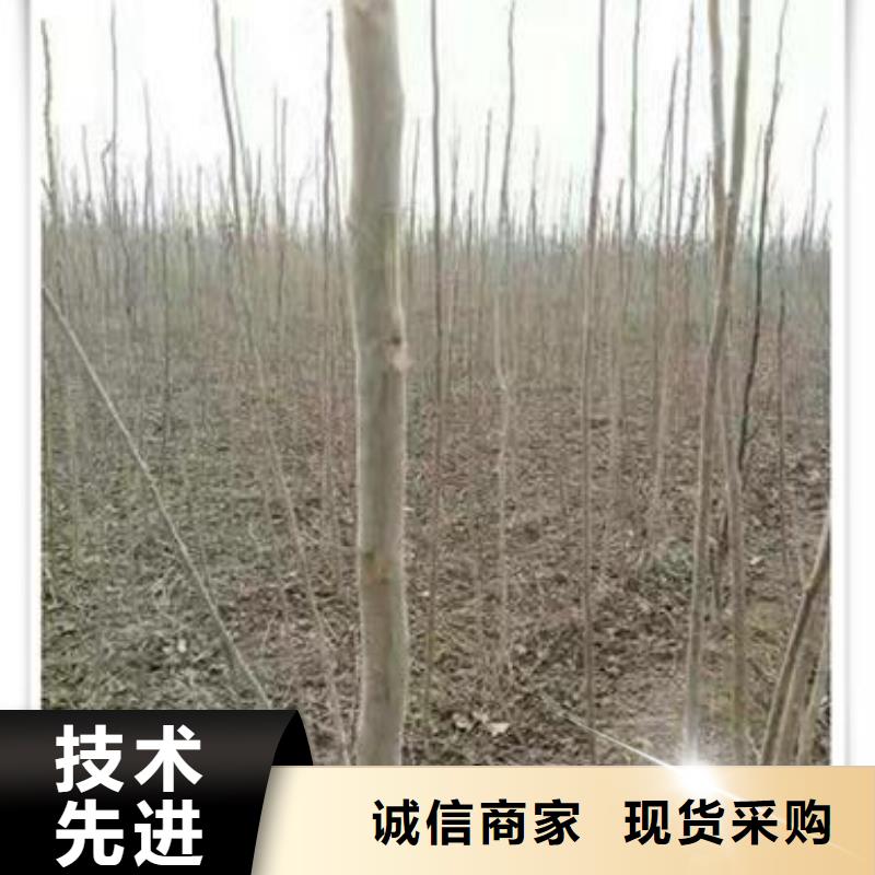 香椿苗藍(lán)莓苗高質(zhì)量高信譽(yù)