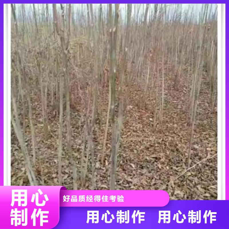 香椿苗【蓝莓苗】实地大厂