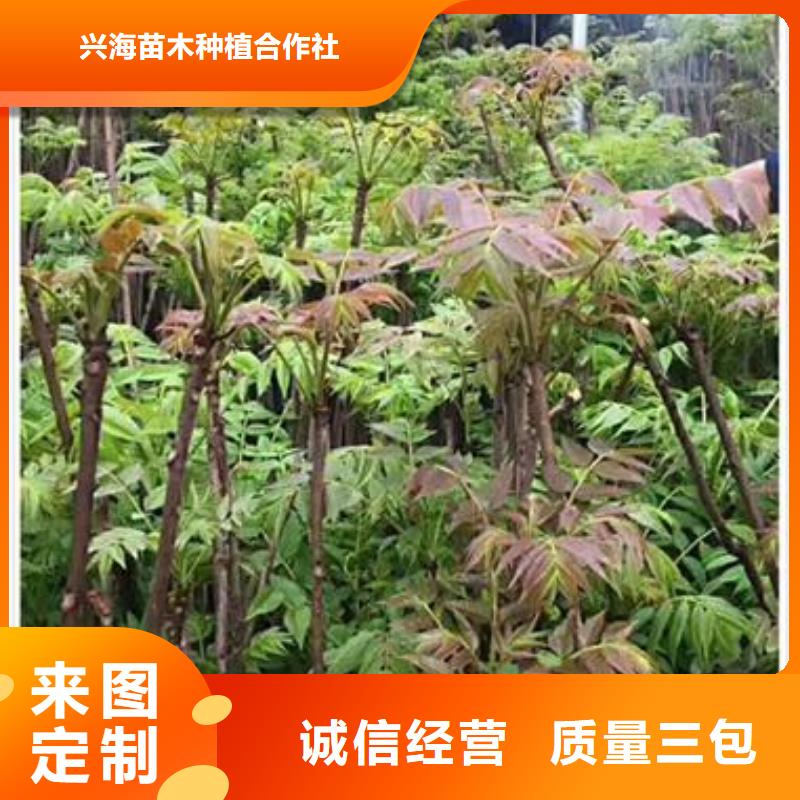 香椿苗【李子苗】匠心打造