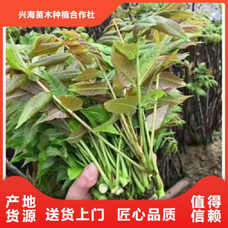 香椿苗-苹果苗从源头保证品质