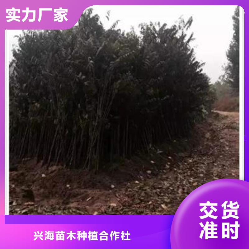 香椿苗-苹果苗从源头保证品质