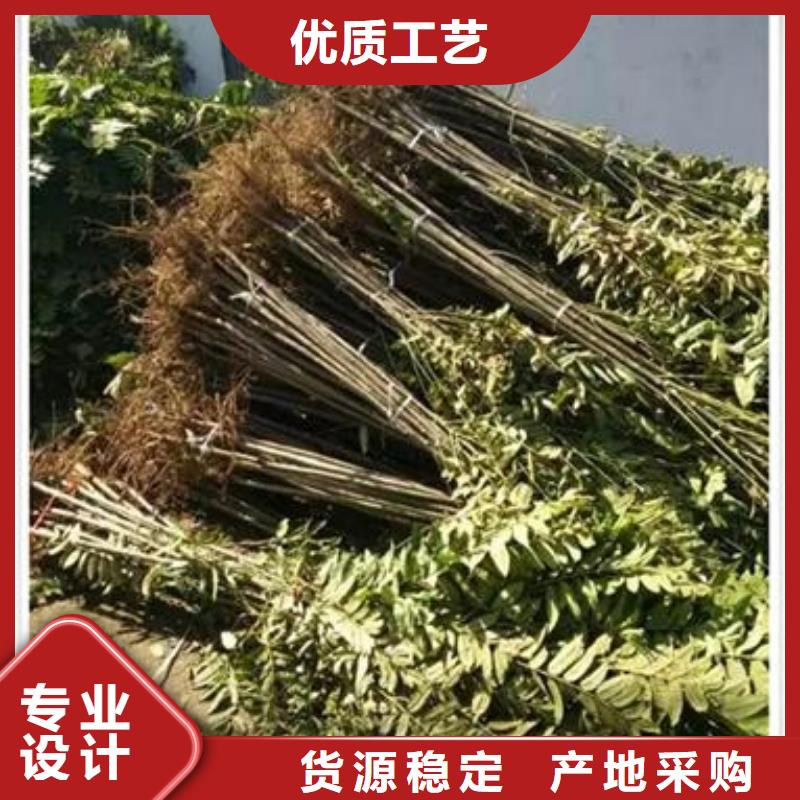 【香椿苗梨樹(shù)苗讓利客戶(hù)】