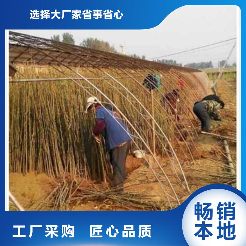 【香椿苗梨樹(shù)苗讓利客戶(hù)】