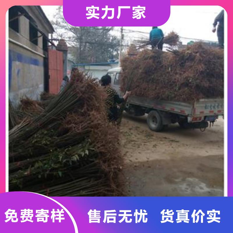 【香椿苗梨樹(shù)苗讓利客戶(hù)】