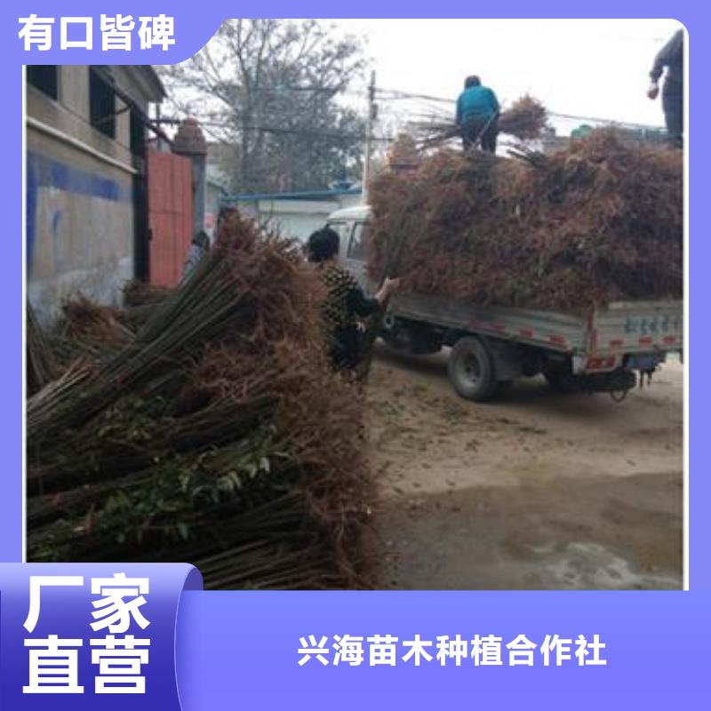 香椿苗【李子苗】匠心打造