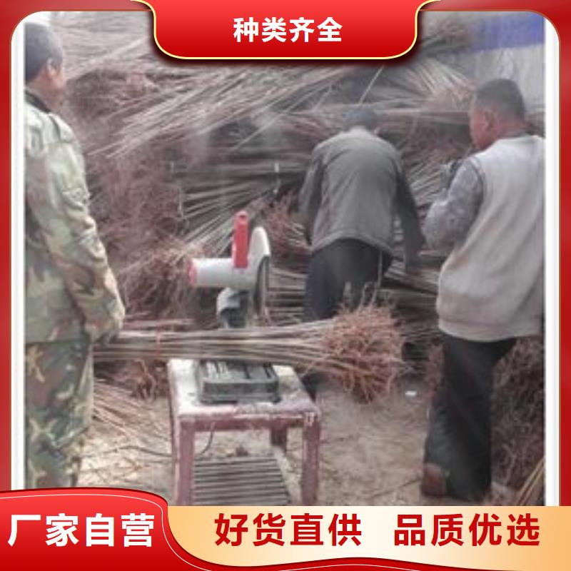 香椿苗花椒苗源頭把關放心選購
