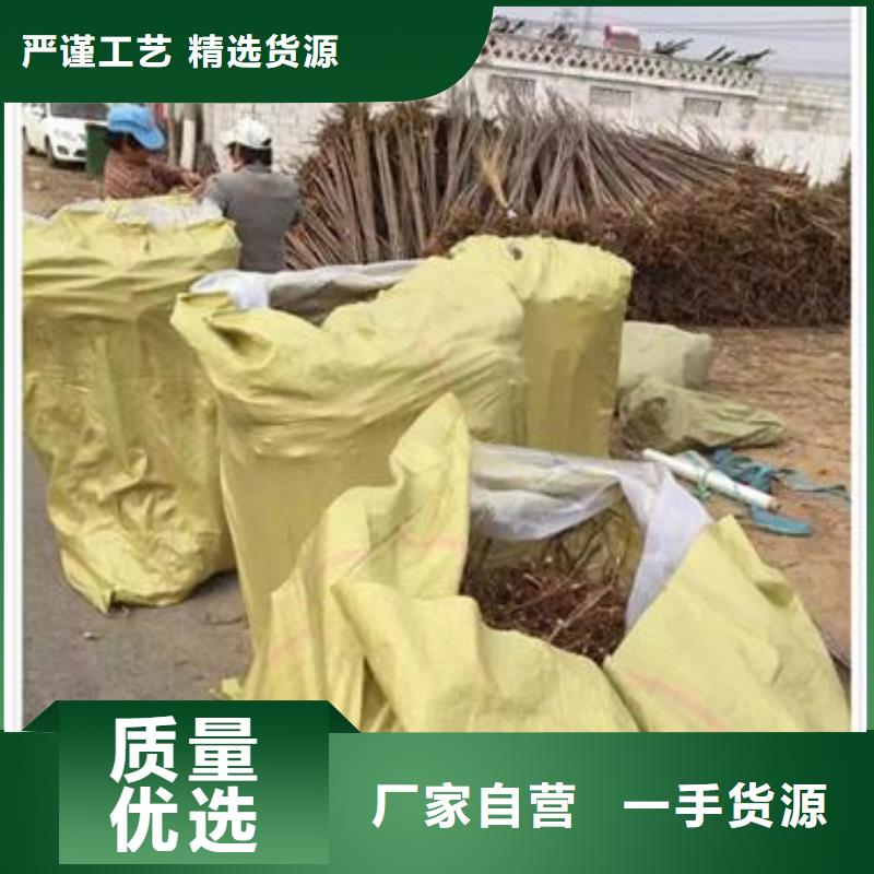 【香椿苗梨樹(shù)苗讓利客戶(hù)】