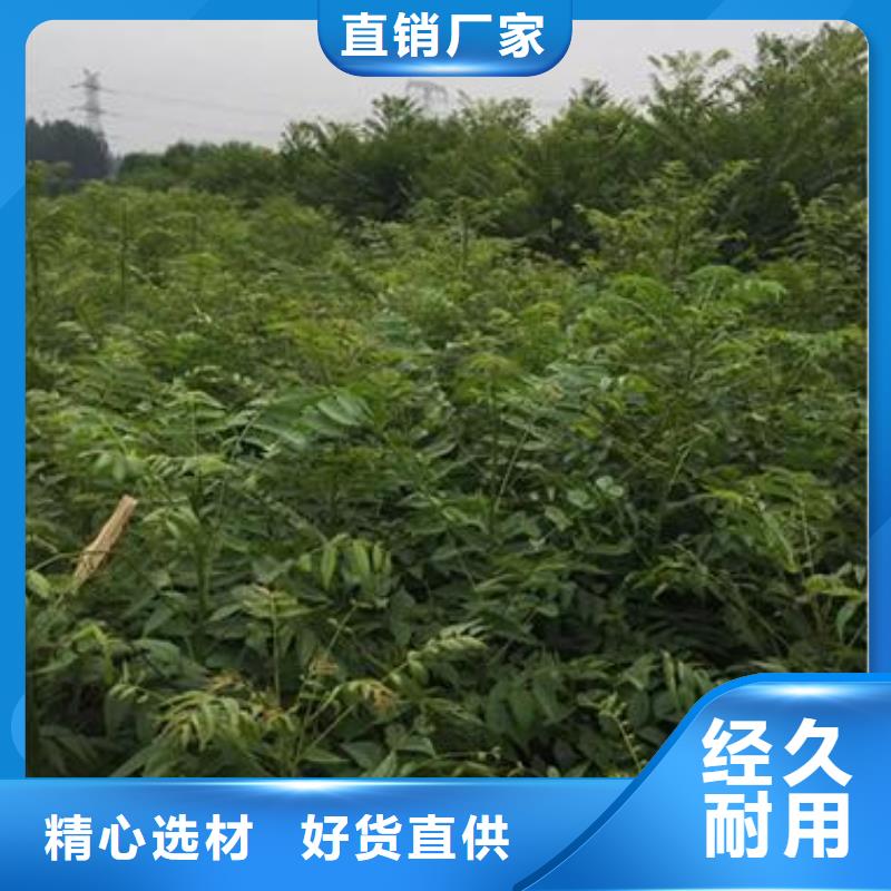 香椿苗梨樹苗當日價格