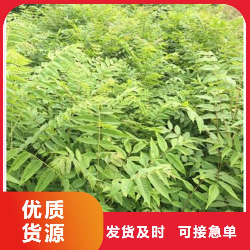 【香椿苗梨樹(shù)苗讓利客戶(hù)】