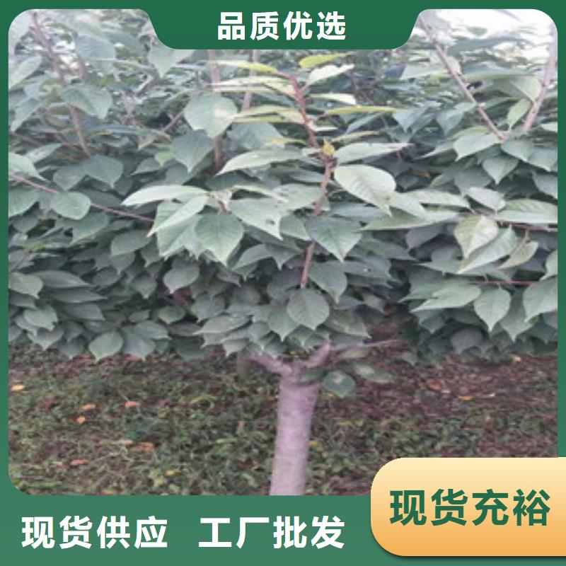 櫻花碧桃價格透明