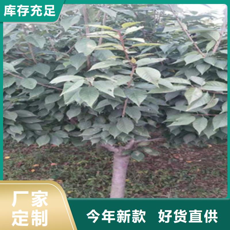 【樱花】蓝莓苗价格实惠工厂直供