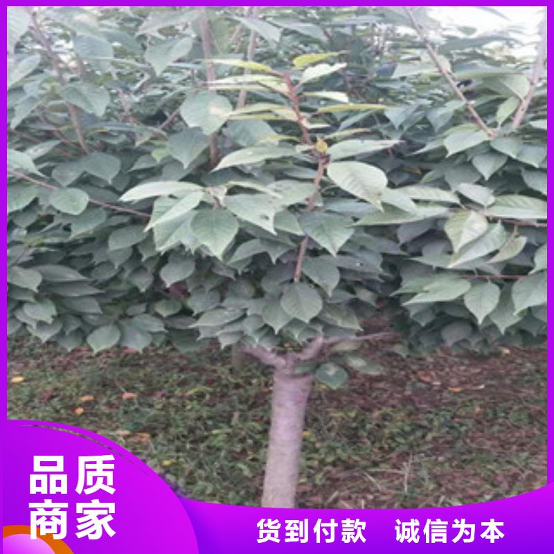 櫻花占地果樹源頭工廠量大優惠