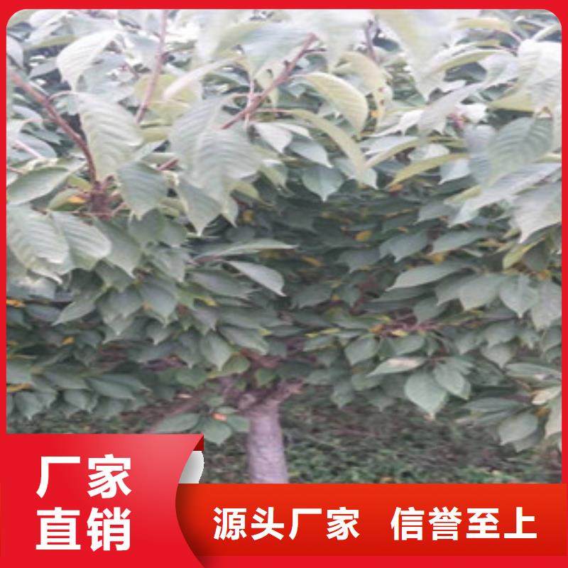 【櫻花】鈣果苗優質材料廠家直銷
