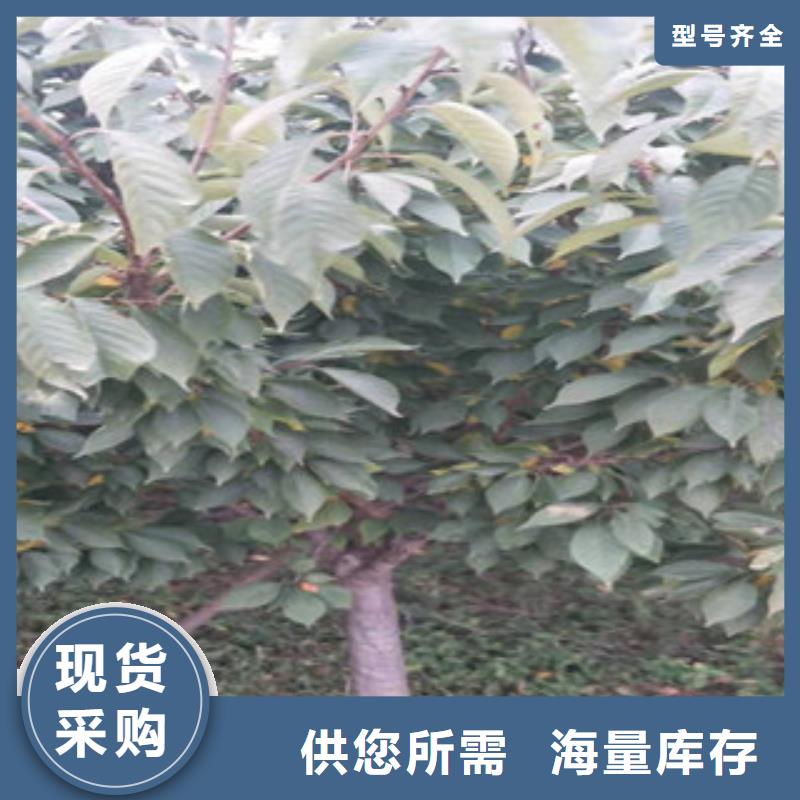 櫻花_占地果樹每一處都是匠心制作